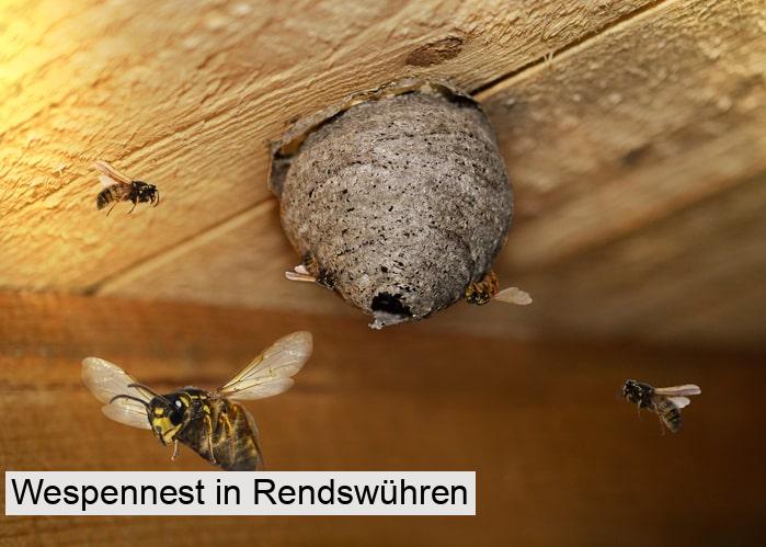 Wespennest in Rendswühren